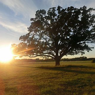 eken-i-solnedgang